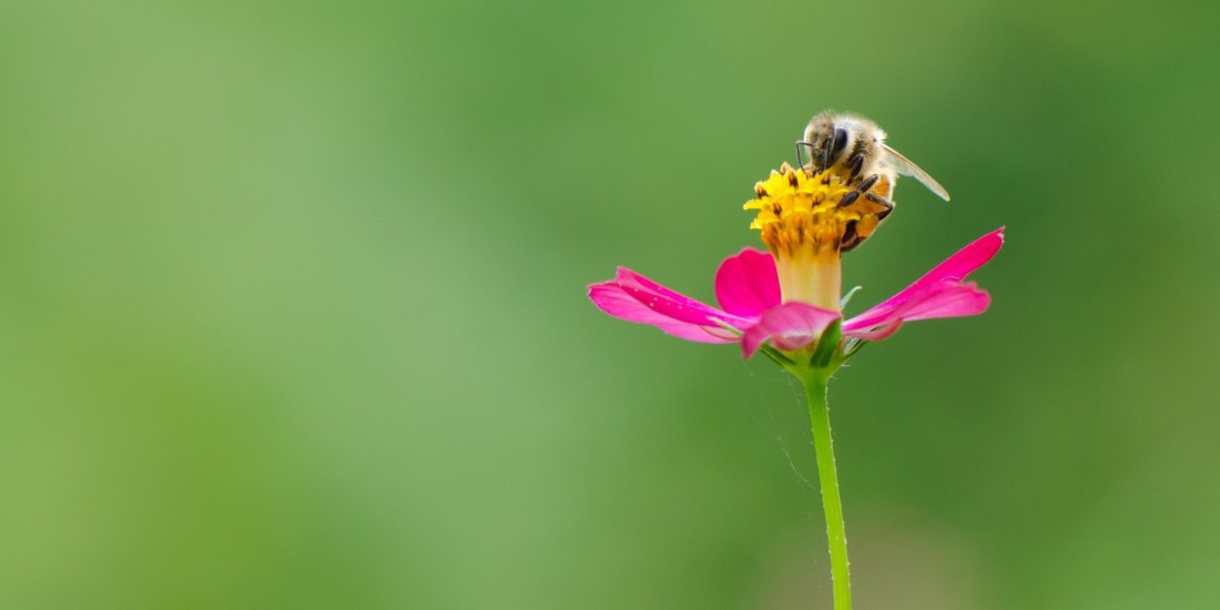 bee flower banner