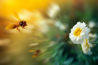 bee-flower.jpg